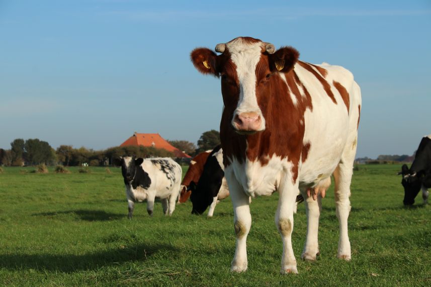 Koeien in de wei bij Easterein