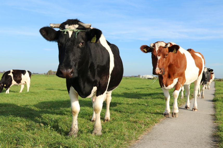 Koeien in de wei bij Easterein