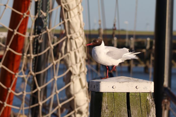 Meeuw in haven Harlingen