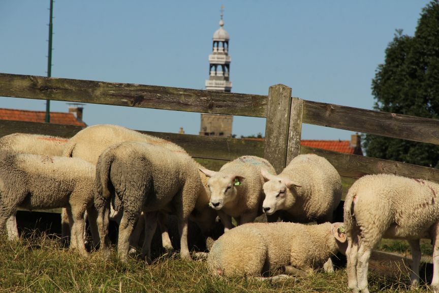 schapen op dijk bij Hindeloopen