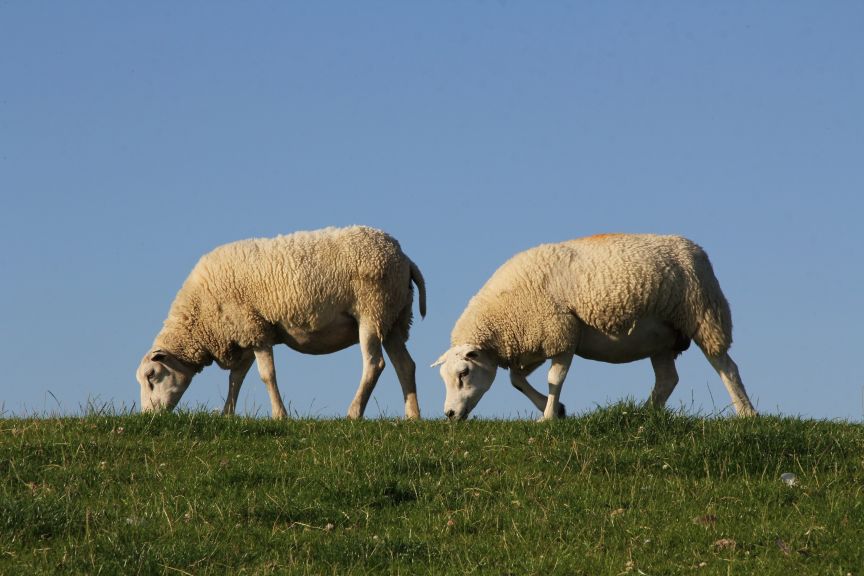 schapen op dijk bij Hindeloopen