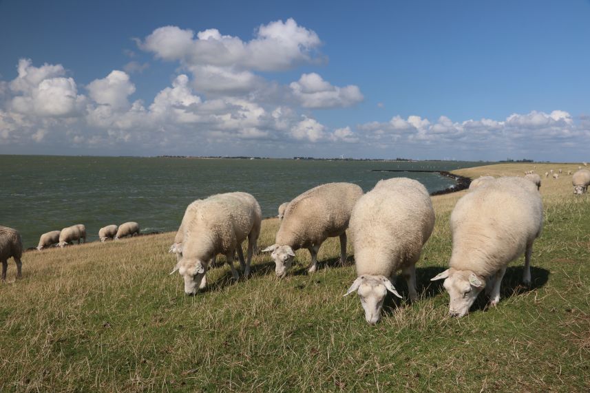 Schapen op de dijk bij Hindeloopen