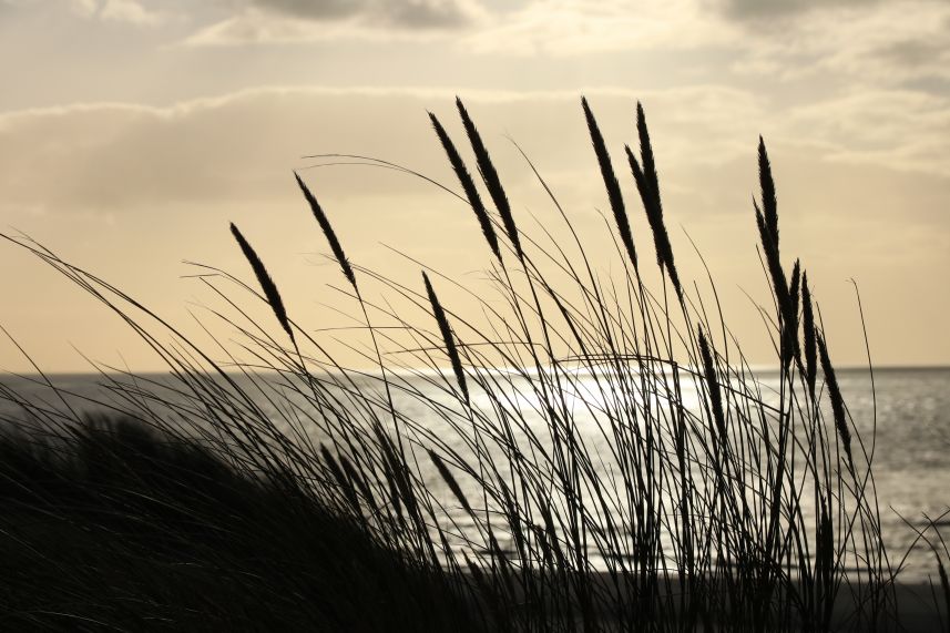 Duinen Hollum, Ameland