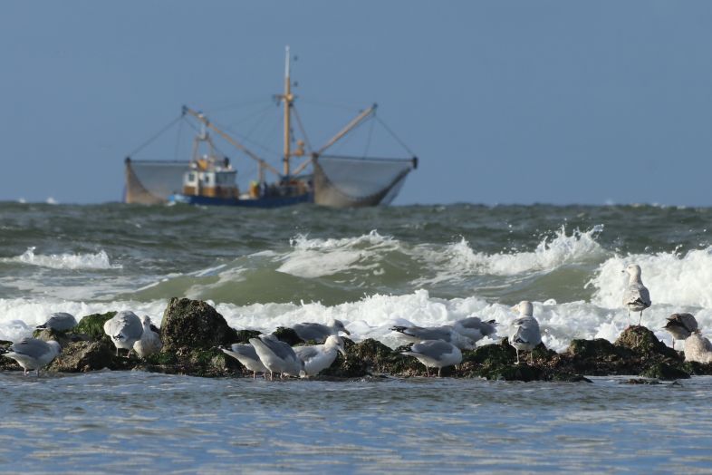 Noordzee bij strand Hollum, Ameland