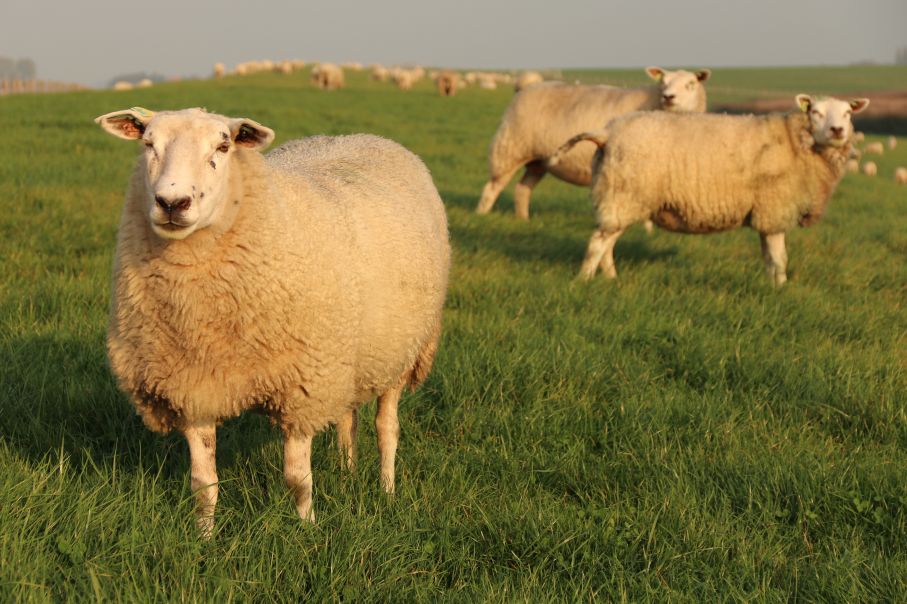 Schapen op de dijk bij Tacozijl