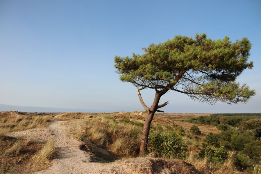 Duin bij Midsland, Terschelling