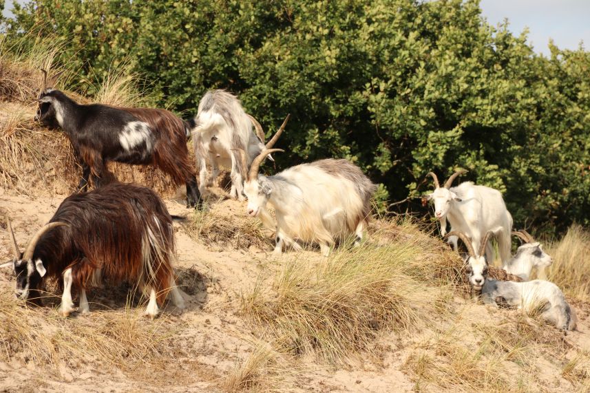 Geiten in de duinen bij Midsland, Terschelling