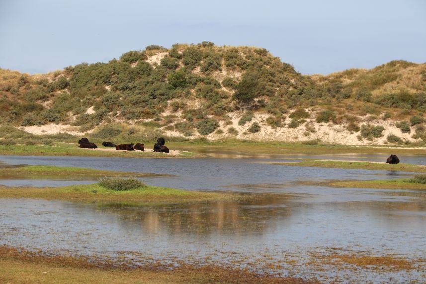 Duinen bij West aan Zee, Terschelling