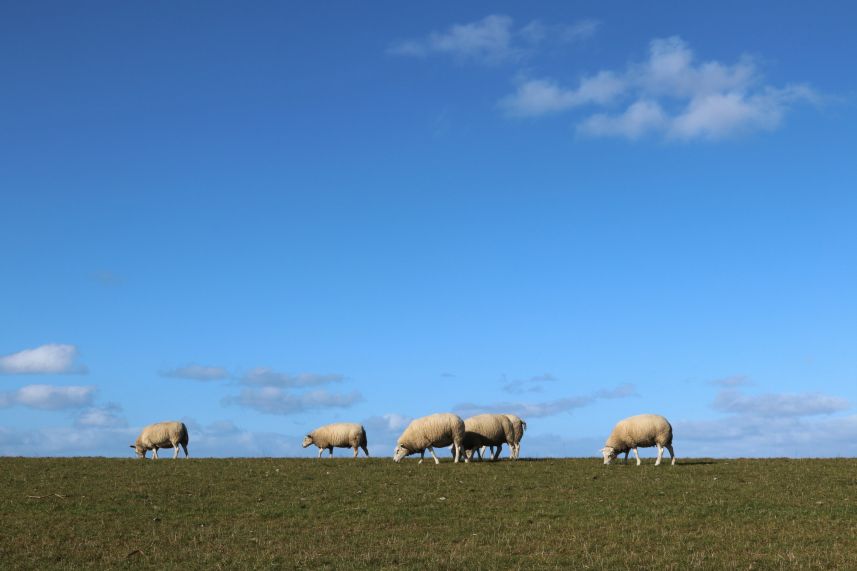 Schapen op waddendijk, Ameland