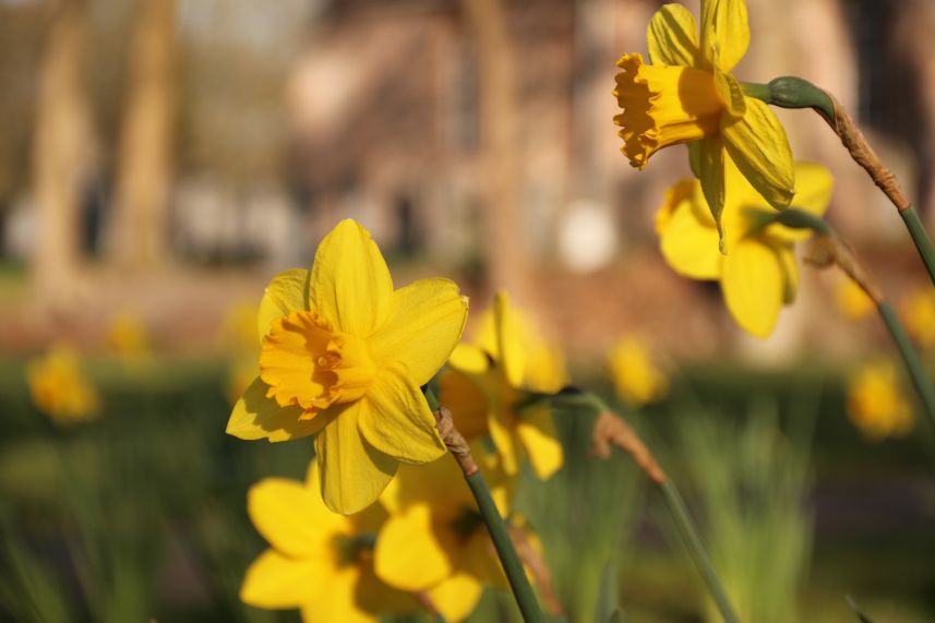 narcissen in bloei