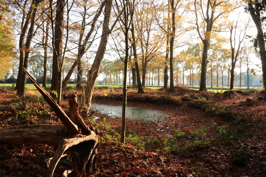 Poel achter de Boschhoeve, Nijeberkoop