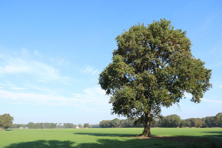 Veld bij Nijeholtpade