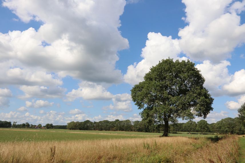 Eik in veld bij Nijeholtpade