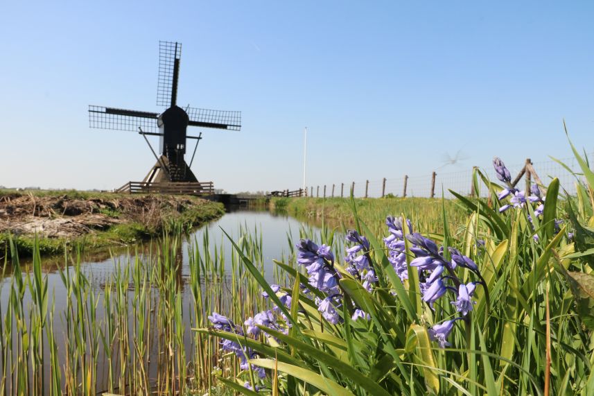 Molen Nijhuizum