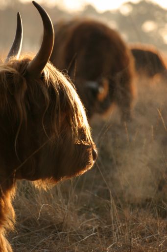 Schotse hooglander Dellebuurster heide