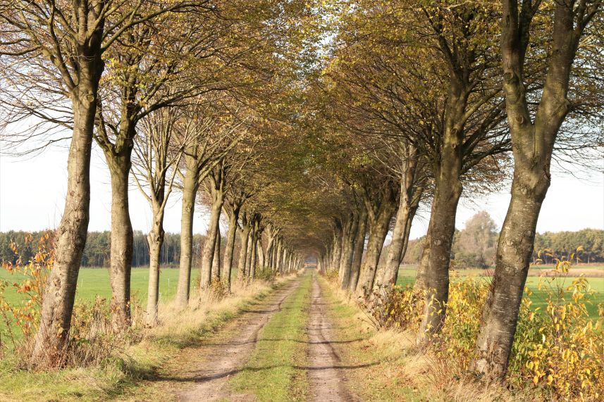 Dellebuurster Heide, Oldeberkoop