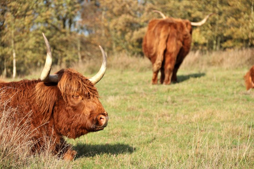 Dellebuurster Heide, Oldeberkoop