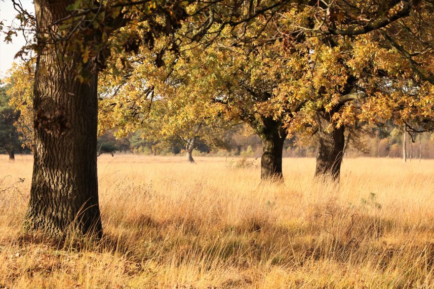 Dellebuurster Heide, Oldeberkoop