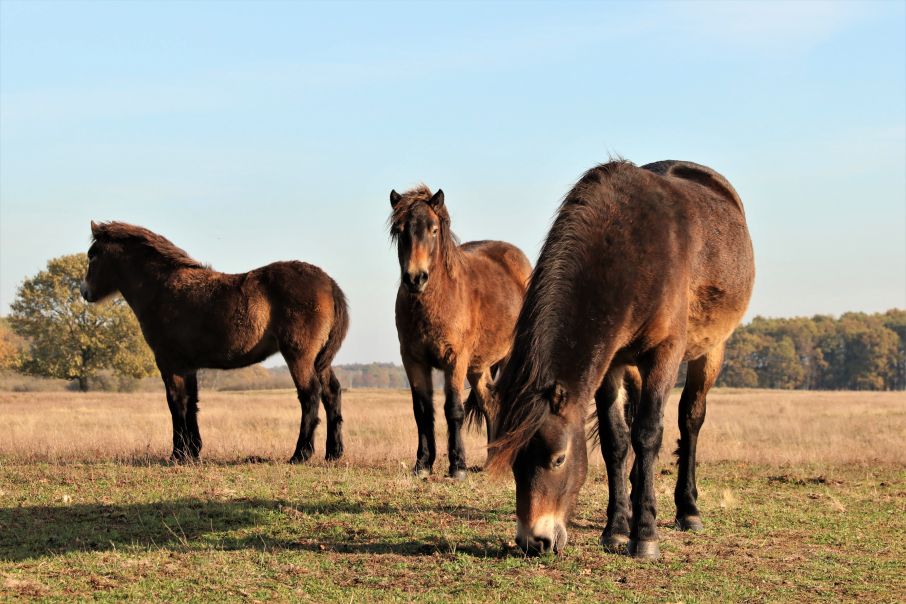 Dellebuurster Heide, Oldeberkoop