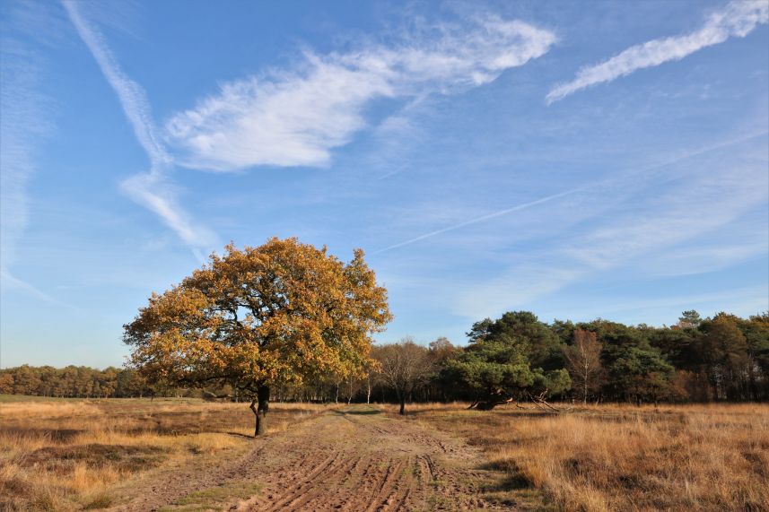 Dellebuurster Heide, Oldeberkoop