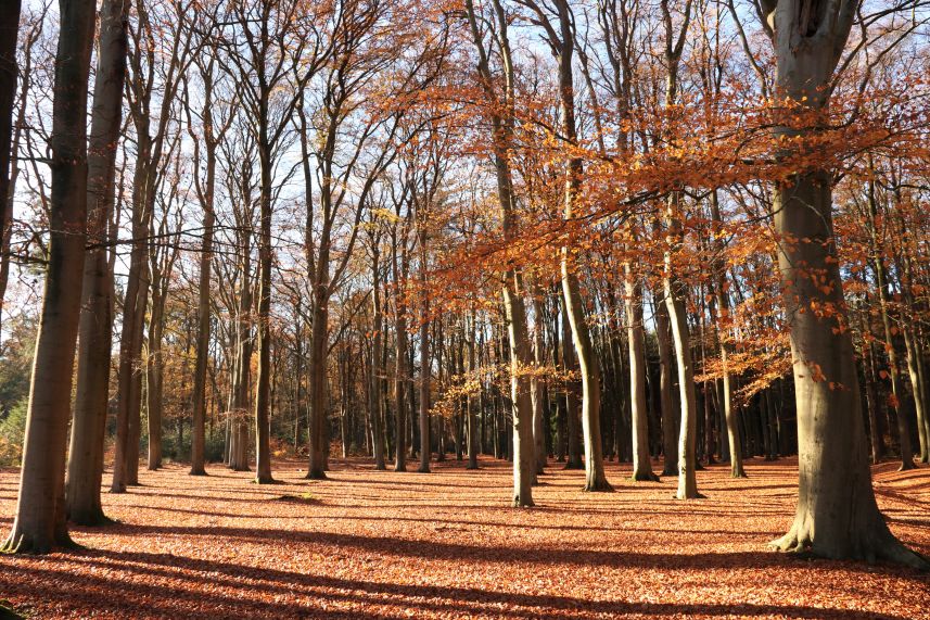 Beukenbos bij Olterterp