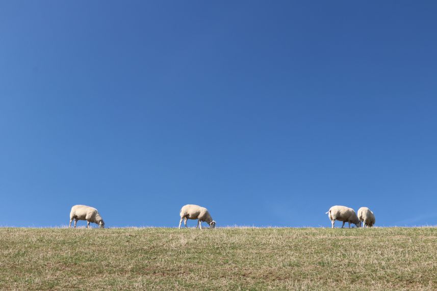 Schapen op de dijk bij Koehool