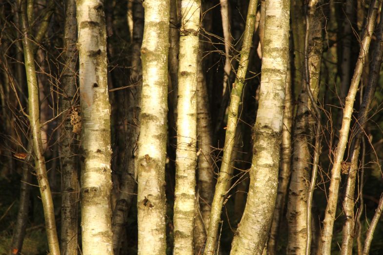 berkenbomen, bos Oranjewoud