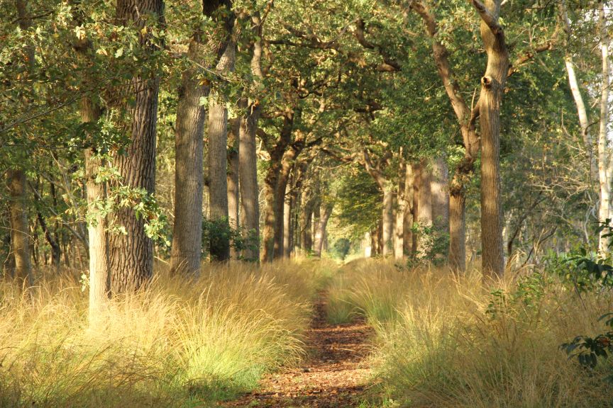 Bos Oranjewoud