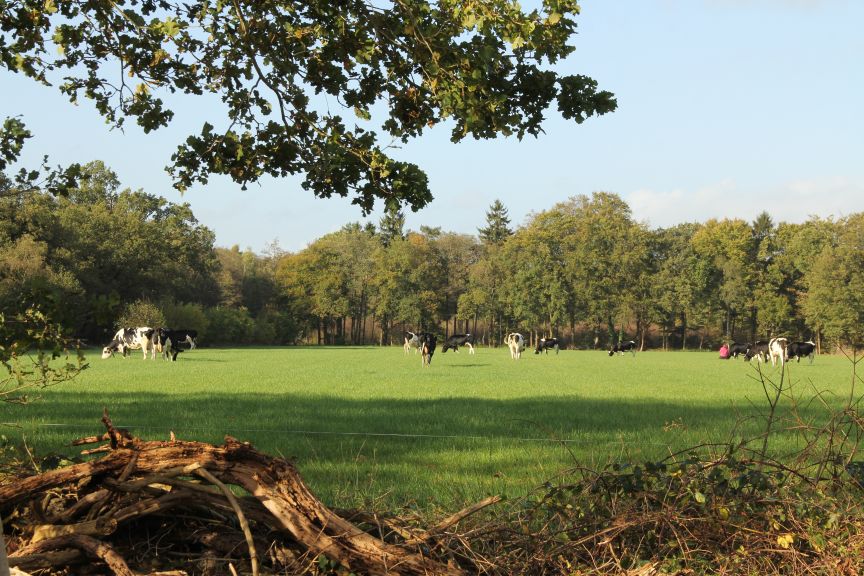 Bos Oranjewoud