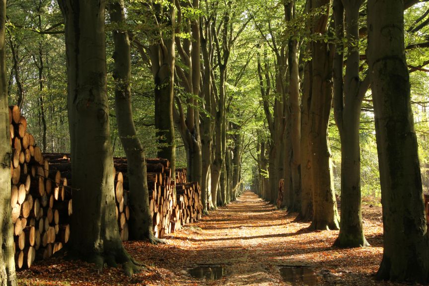 Bos Oranjewoud