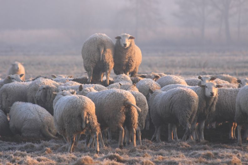 schapen acrobatiek