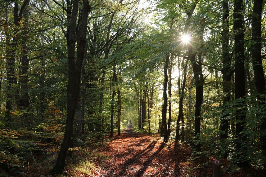 Landgoed Kippenburg, Oudemirdum