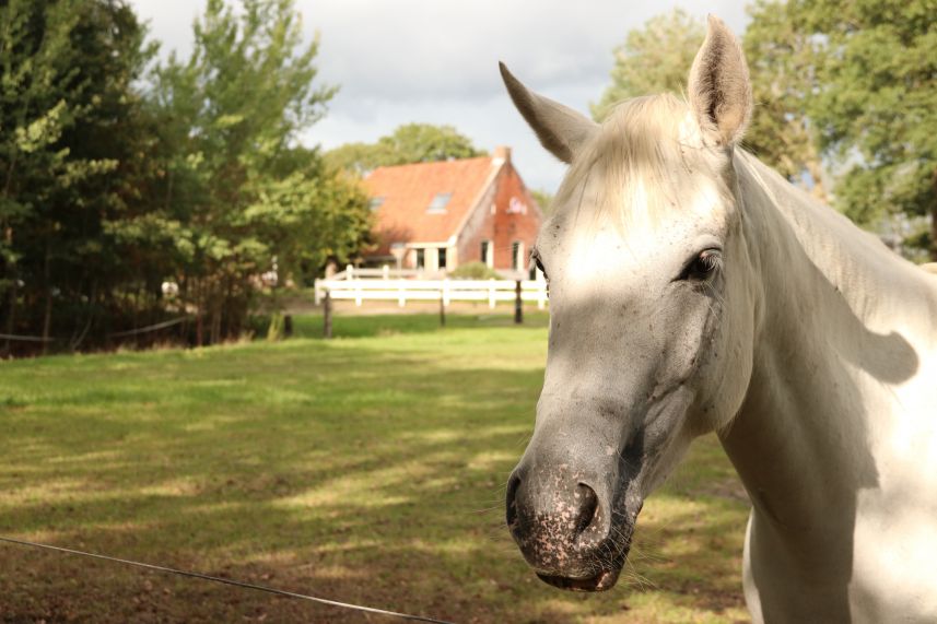 Paard in weide bij Oudeschoot