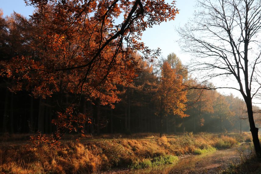 Eerste Wijk, Ravenswoud