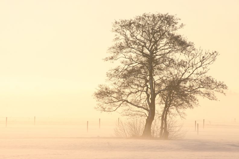 sneeuwlandschap bij Rotstergaast