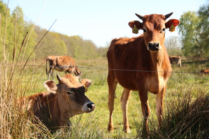 Groote Sintjohannesgaaster Veenpolder, Rotstergaast