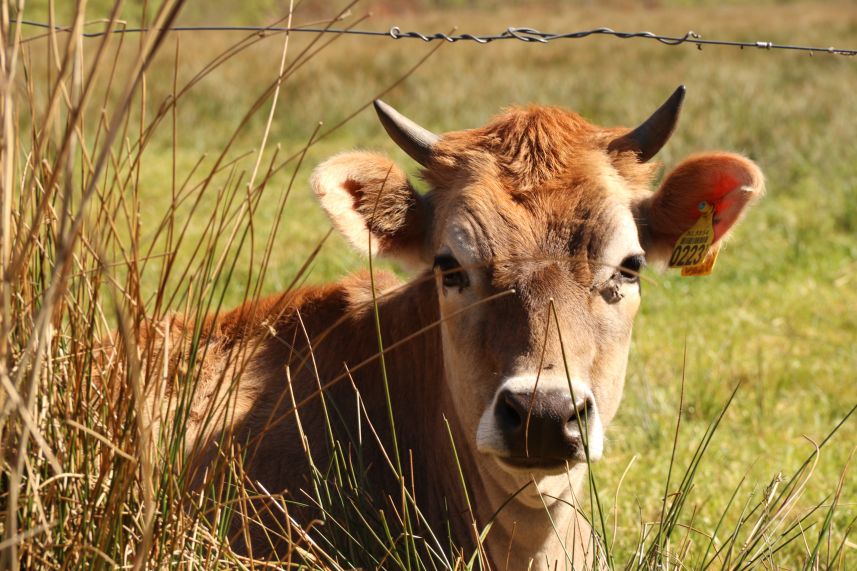 Groote Sintjohannesgaaster Veenpolder, Rotstergaast