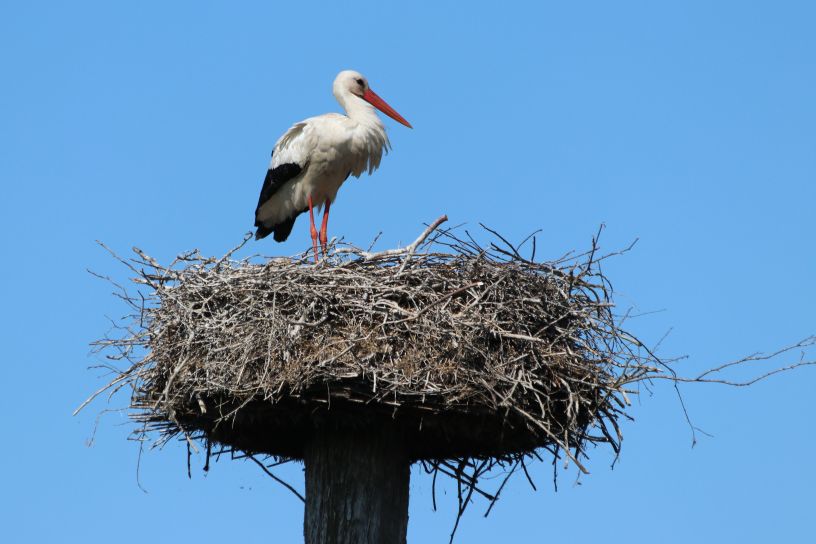 Ooievaar op nest in Spanga