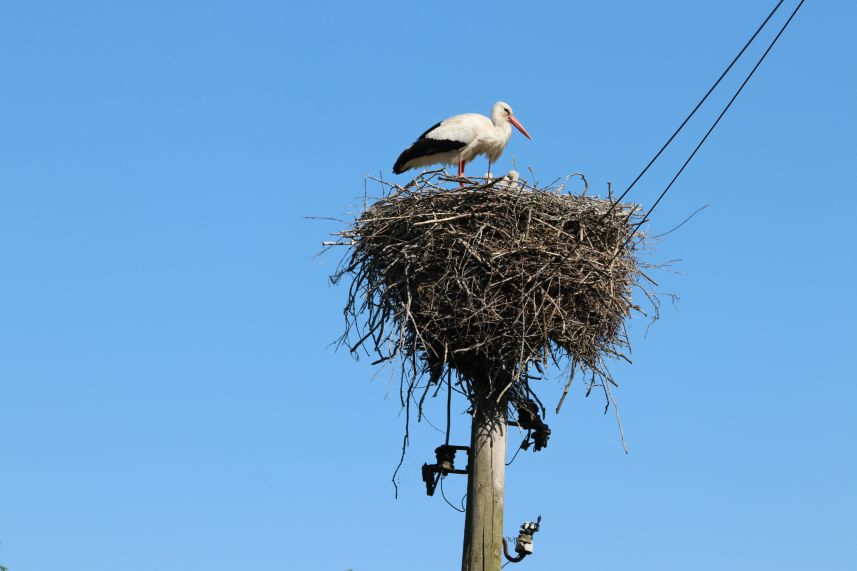 Ooievaar op nest in Spanga