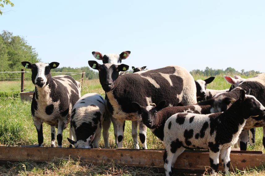 schapen in de wei bij Spanga