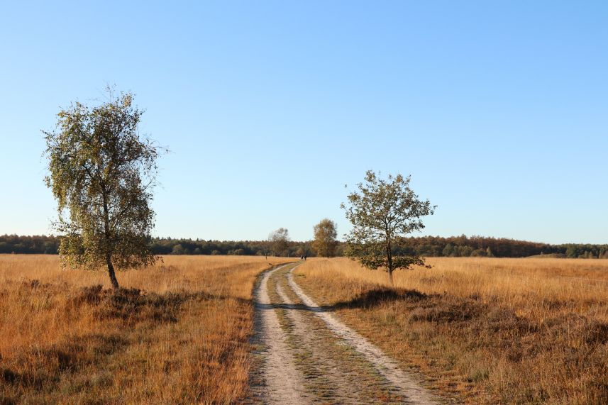 Duurswouder heide, Wijnjewoude