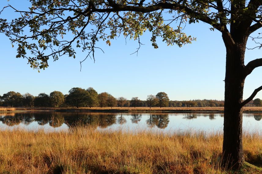 Duurswouder heide, Wijnjewoude