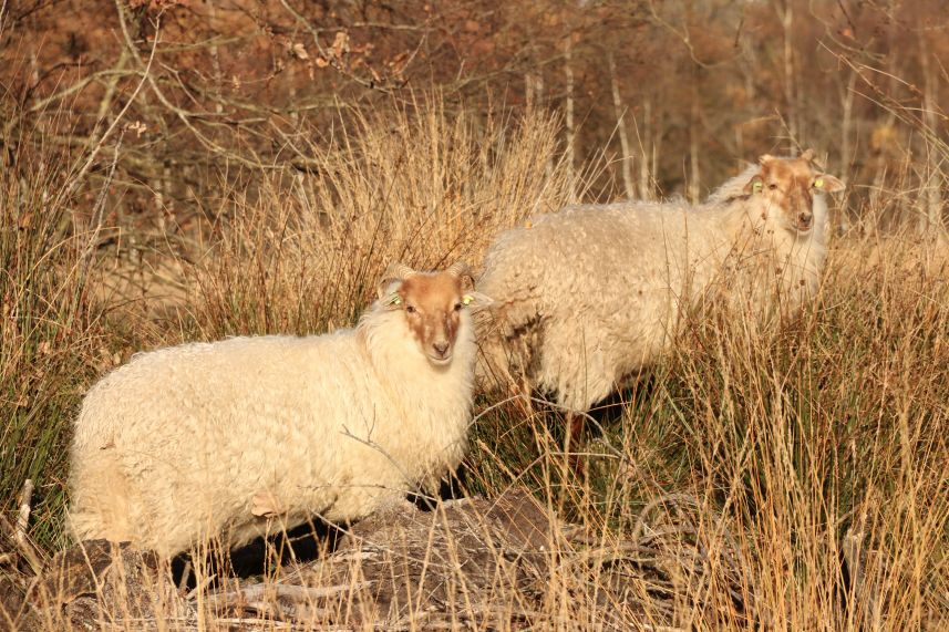 Schapen in Wijnjeterper Schar, Wijnjewoude