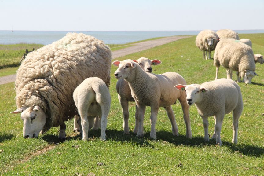 Schapen op de Dijk bij Workum